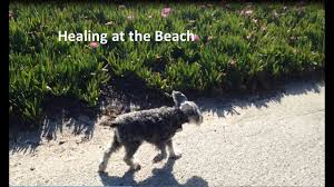 Welcome to avenues pet hospital! Choosing The Best Pet Emergency Hospital