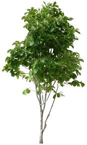 Tree Png Image Tree Photoshop Tree Images Photoshop
