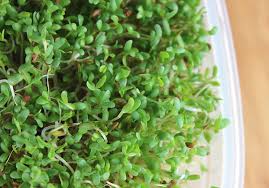 The most common flower color is purple. Alfalfa Sprouts Nutrition How To Grow Your Own High Quality Sprouts