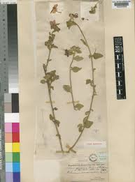 Image result for Hibiscus aponeurus