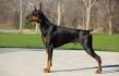 14 Best Dogs for Protection: What Makes a Great Guard Dog ...