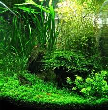 Pin By Matthew Segatti On Aquarium Inspiration Aquarium Landscape Aquascape Aquarium Aquascape