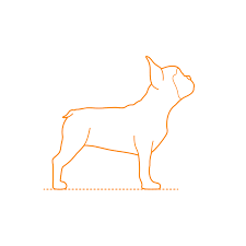 According to its size, the weight of the french bulldog male at 3 months should be between 3.9 and 5.8 kg. French Bulldog Dimensions Drawings Dimensions Com