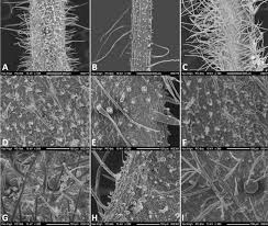 Image result for Micromeria imbricata