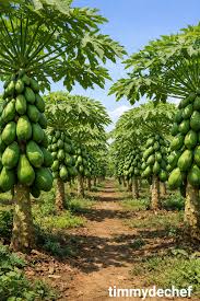 Image result for Carica