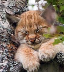 Nicole lewis was driving on may 18 near avery lake, which borders ontario, canada, and the us state of michigan, when she came across two lynx having what se. Top 10 Most Adorable Lynx Babies Animals Beautiful Cute Animals Animals