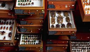 Resultado de imagen para SALA DE INSECTOS EN UN MUSEO