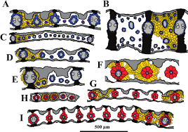 Image result for Ischaemum afrum