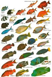 Les Poissons Google Image Result For Http Vroum52 Com Mm Img Poissons 1 Jpg Saltwater Aquarium Fish Sea Fish Fish Tank Design
