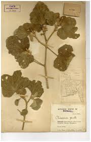 Image result for Chrozophora plicata