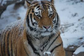 Breathing with the elbows sticking out from the body. Why Margarita Can Purr But Can T Roar Wired
