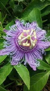 Pin De Tammy Finch En Passion Flowers Pasiflora Flores