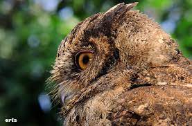 21 september 2020 / bang farell chanell. Download Beragam Suara Burung Hantu Pilihan Hobi Burung