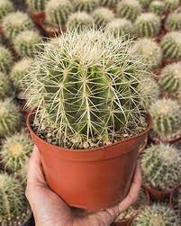 Jenis kaktus unik yang perlu anda tahu. 7 Tanaman Kaktus Untuk Menghias Rumah Popmama Com