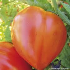 Image result for oxheart tomato plants