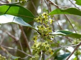 Image result for Salacia madagascariensis