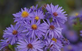 Aster novi-belgii 'Dauerblau' - Glattblatt-Aster