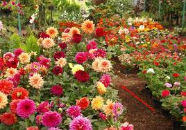 Jual agro buah pupuk perangsang buah dan bunga, tanaman anda sudah tinggi namun belum berbuah? Benih Tanaman Hias Jogja Benih Toko