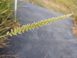 Image result for Cenchrus trisetus