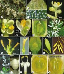 We did not find results for: Oleaceae An Overview Sciencedirect Topics