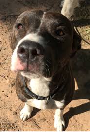 Check spelling or type a new query. Found Dog Brindle And White Pitbull Mix In Carthage Update Avail For Adoption Pets Thepilot Com