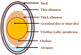 Draw and label and egg and images. Schematic Diagram Of Egg Anatomy Download Scientific Diagram