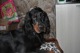 The gordon setter club of scotland. Gordon Setter For Sale In The City Of St Petersburg Russian Federation Price 414 Announcement 5756