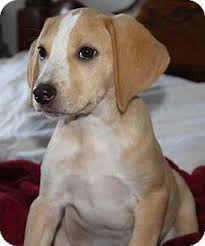 Our goal has been to improve the health and quality of the labrador retrievers on the eastern shore by breeding only quality dogs. Huntingtown Md Labrador Retriever Hound Unknown Type Mix Meet Elena A Puppy For Adoption Labrador Retriever Puppy Adoption Pet Adoption