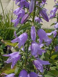 Raceme Of Flowers Plants Purple Bell Flowers Plant Classification