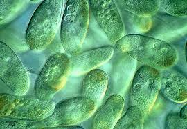 Image result for protists