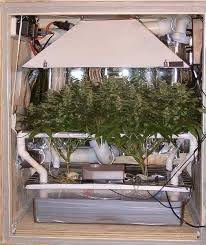 Maybe you would like to learn more about one of these? Marijuana Stealth Cabinet Ngb Overgrow Com