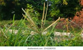 Image result for Eleusine