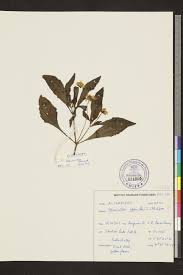 Image result for Blainvillea acmella