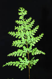 Image result for Odontosoria afra