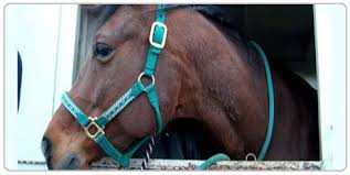 We did not find results for: Animal Medical Care Of Newport Oregon Veterinarian For Family Pets Farm Exotic Avian And Marine Mammals