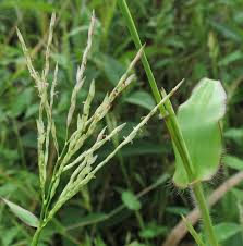 Image result for Arthraxon