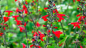 Flowering tobacco is most fragrant in the evening, making it a favorite of hummingbird moths. These Fragrant Blooms Will Sweeten Your Garden And Home Sunset Sunset Magazine