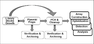 Flowchart Diagram Of The Processing Required For Cdna