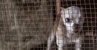 Check spelling or type a new query. Puppy Mills Single Most Important Animal Welfare Issue Today Newswire