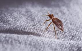 Drivers either see bedbugs, someone complained, or they were suspicious of a customer and just want to make sure. a bedbug infestation doesn't always mean a lack of. Bedbugs Like Ridesharing Services As Much As You Do The Car Guide