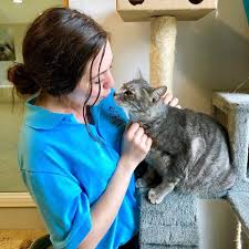 We offer boarding in a home environment with amenities that simply can't be beat at. Cat Guest And Team Member Pet Paradise Resort Office Photo Glassdoor Co In
