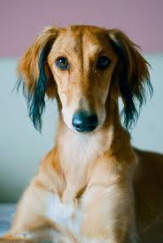 Image Gratuite Sur Pixabay Saluki Persan Hound Des Animaux Kopek Turleri Tazilar Hayvan