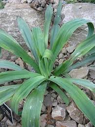 Image result for Beschorneria yuccoides