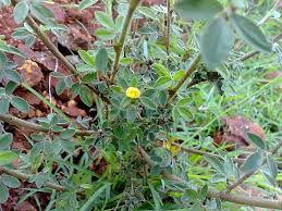 Image result for Stylosanthes fruticosa