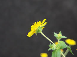 Image result for Bidens schimperi