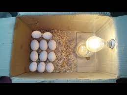 How To Make Egg Incubator At Home Without Temperature Controler Hatching Result Youtube Egg Incubator Egg Hatching Machine Eggs