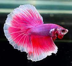 pink pearl betta ปลาสวยงาม ปลาก ด ส ตว สวยงาม