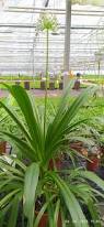 Image result for Agapanthus praecox