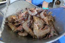 Check spelling or type a new query. Shrimp Louisiana Direct Seafood