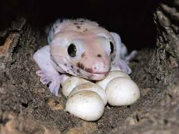 Tokay Gecko Care